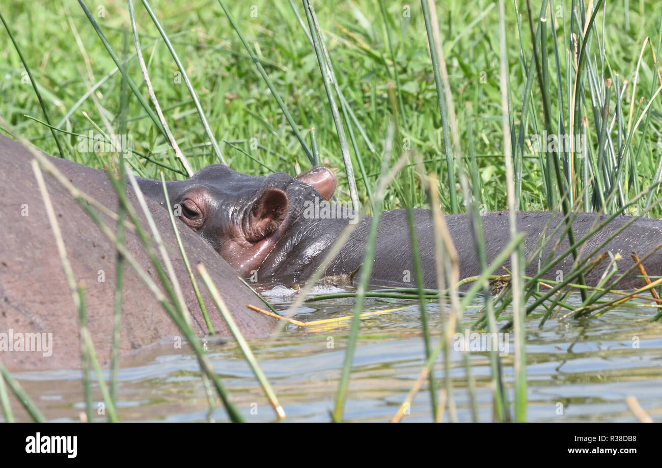 Un neonato ippopotamo (ippopotamo anfibi) accanto alla rinfusa di sua madre in acque poco profonde del Canale Kazinga tra il Lago di Georg Foto Stock