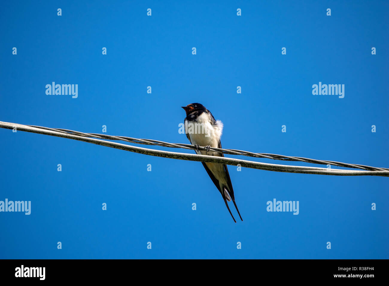 La cinciarella piccolo uccello con la vite senza fine nel becco il filo nella campagna estiva Foto Stock