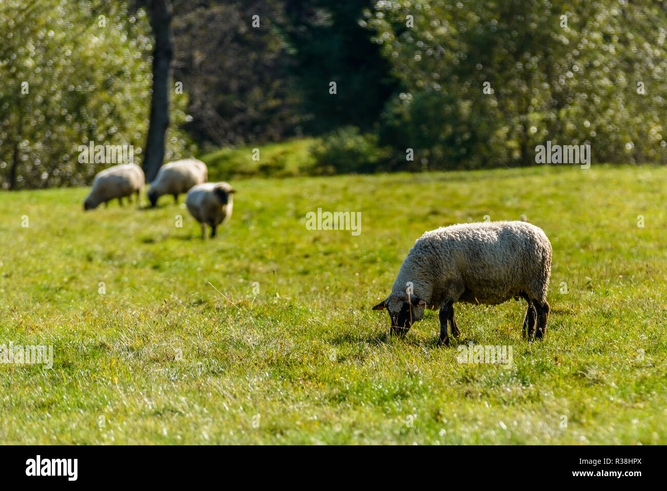 Monti Bieszczady, Polonia. Le pecore al pascolo. Foto Stock
