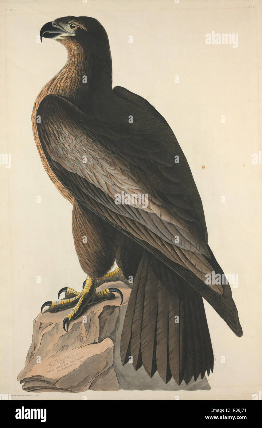L'Uccello di Washington o Great American Sea Eagle. Data: 1827. Medium: colorate a mano di attacco e acquatinta su carta Whatman. Museo: National Gallery of Art di Washington DC. Autore: Robert Havell dopo John James Audubon. Foto Stock