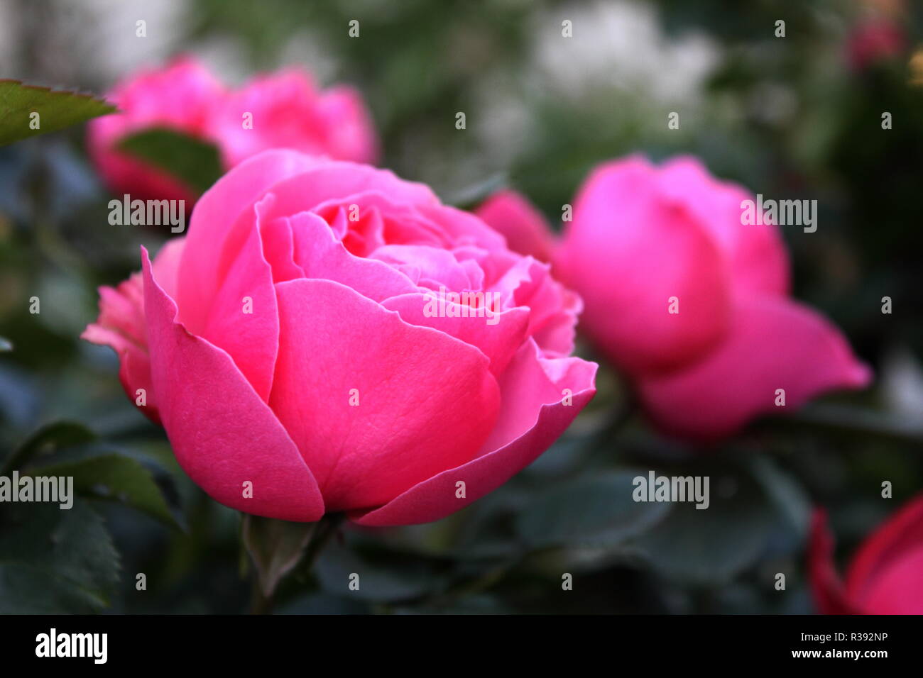 Â rose leonardo da vinci Foto Stock