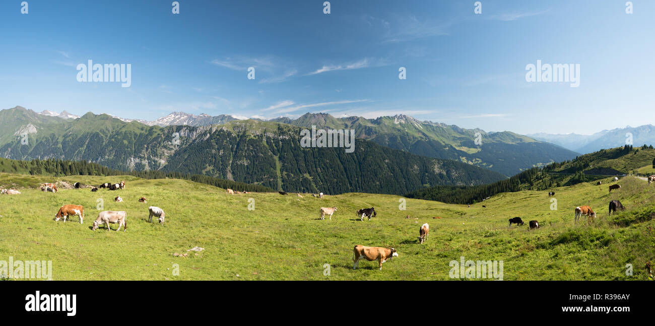 Paesaggio panoramico con le mucche al pascolo su un verde prato alpino Foto Stock Paesaggio panoramico con le mucche al pascolo su un verde prato alpino Foto Stock