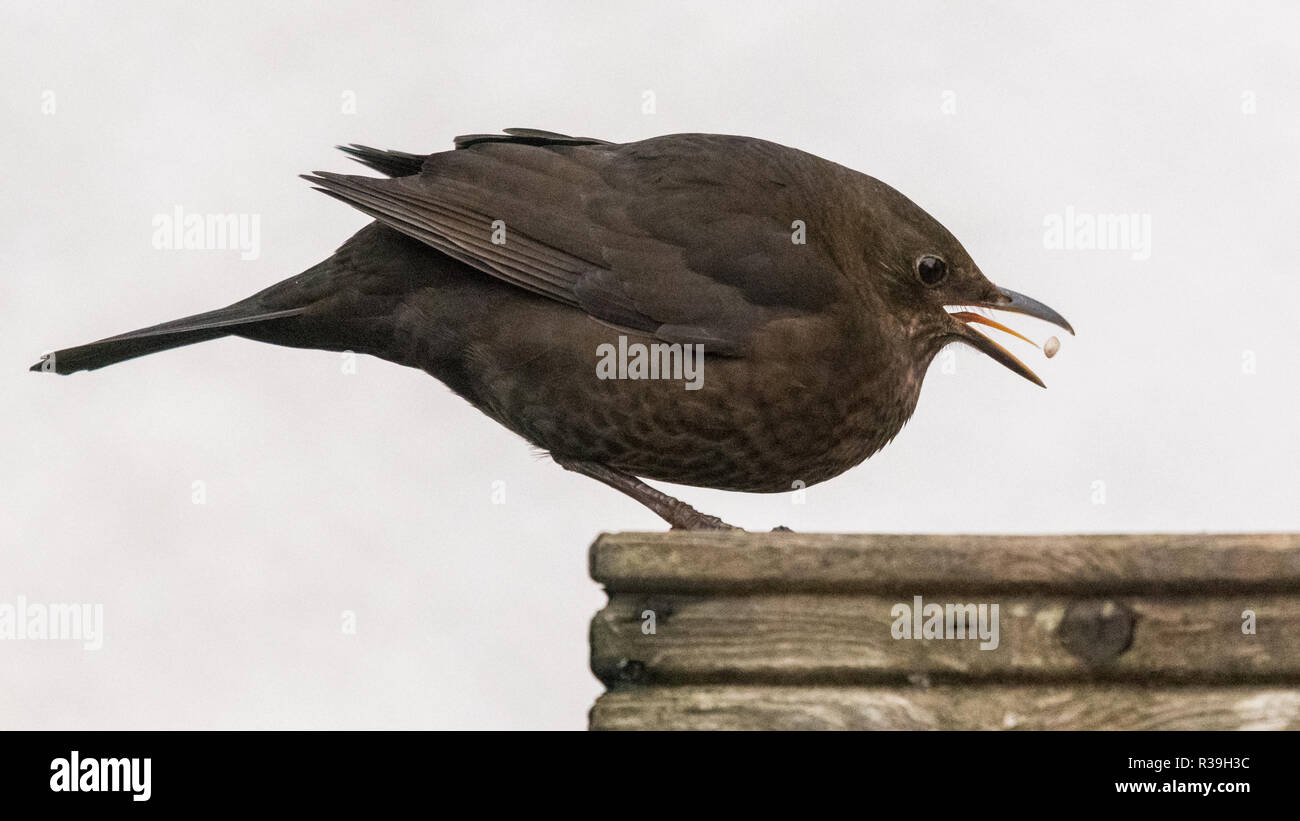 Stirlingshire, Scotland, Regno Unito - 22 Novembre 2018: Regno Unito meteo - una femmina di merlo abilmente mangia un olio di semi di girasole in una fredda giornata grigia in Stirlingshire. Uccelli' alette sono spesso trascurate, ma qui il merlo la linguetta può essere chiaramente visto Credito: Kay Roxby/Alamy Live News Foto Stock