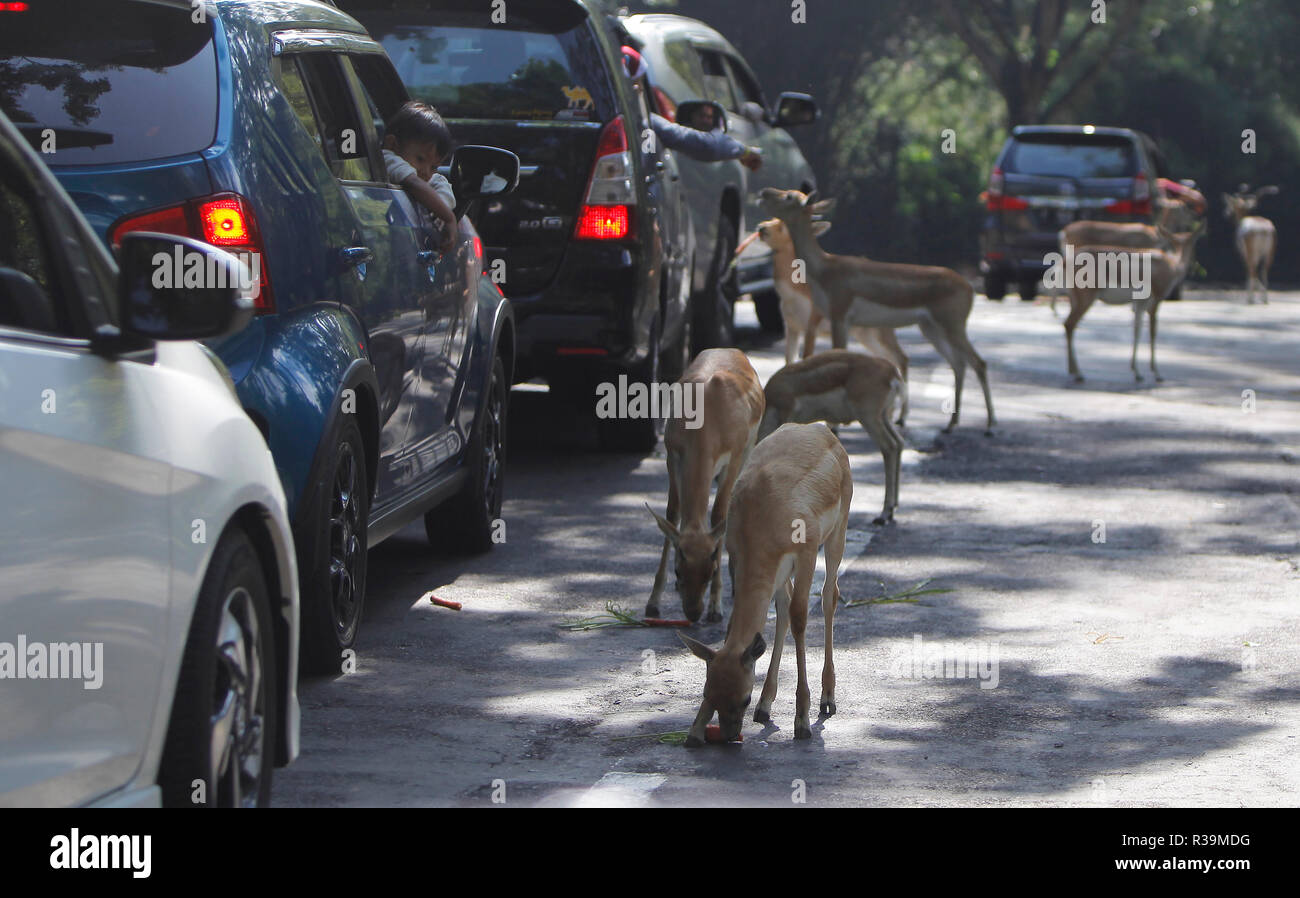 I turisti locali nei veicoli sono visti alimentando il cervo presso il Safari Park Zoo. Safari Park Zoo (Taman Safari) l Indonesia ha una grande raccolta di animali selvatici e animali rari. Foto Stock