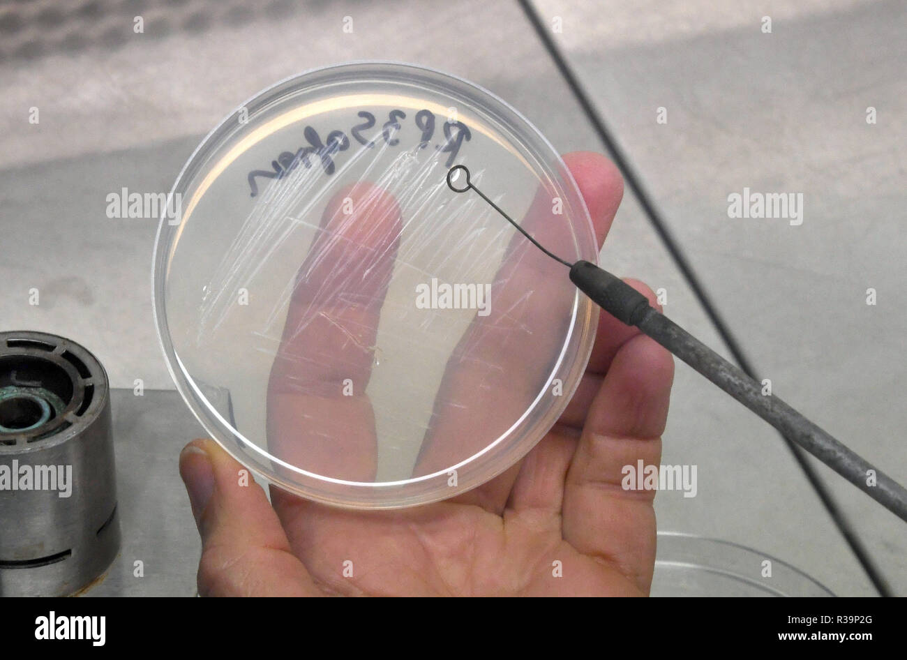 Bremen, Germania. Xiii Nov, 2018. Barbara Reinhold, biologo e capo del Dipartimento di microrganismi e pianta interazione presso l'Università di Brema, macchie su una capsula di Petri con un vaccino disinfettata loop. Lei e il suo team stanno indagando le cause delle malattie fungine della pianta di spezie zafferano e sono alla ricerca di antidoti, che potrebbero essere batteri. (A dpa " Lotta contro il fungo: batteri deve salvare lo zafferano' del 23.11.2018) Credito: Carmen Jaspersen/dpa/Alamy Live News Foto Stock