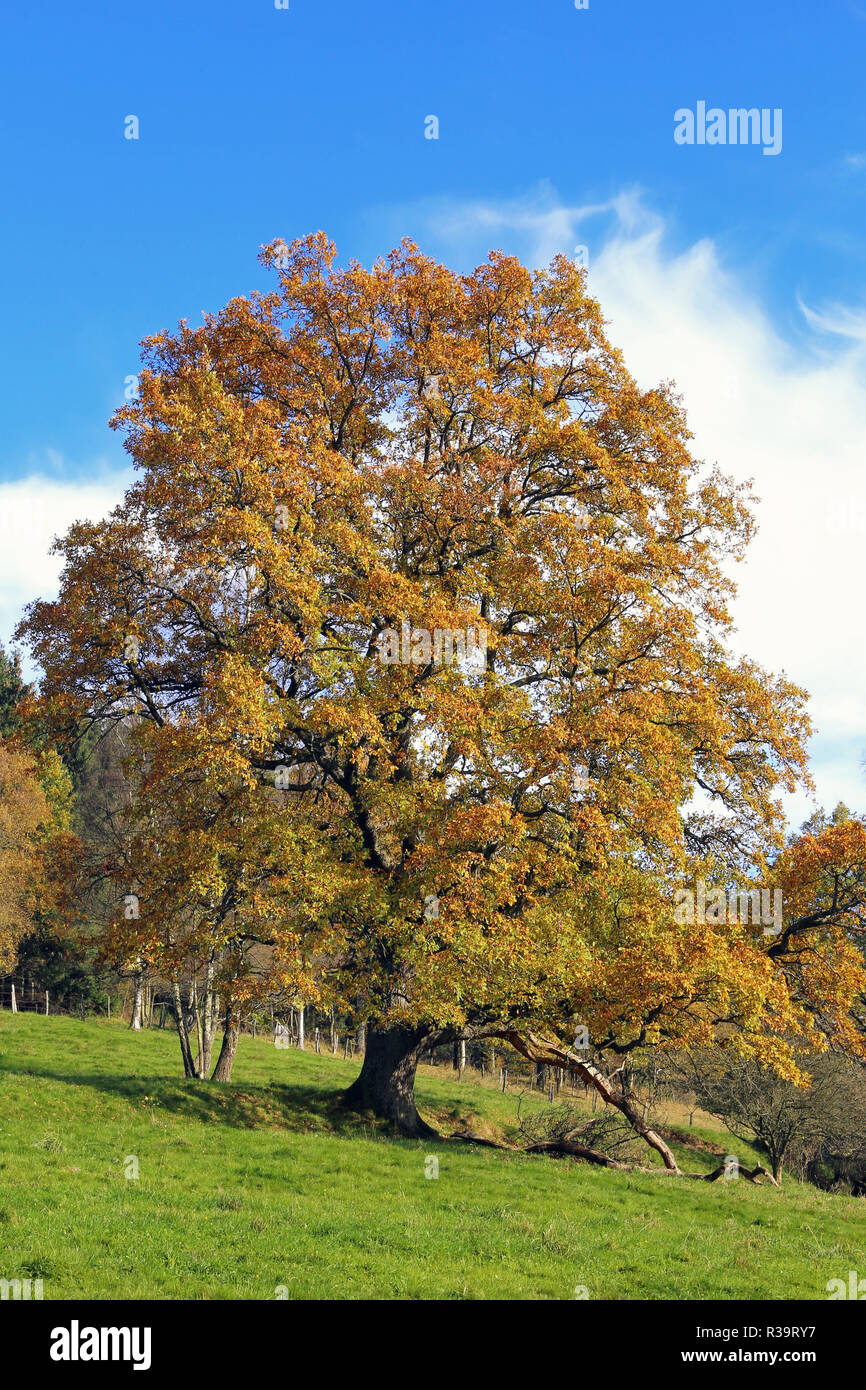 Rovere autunnali in hochsauerland Foto Stock