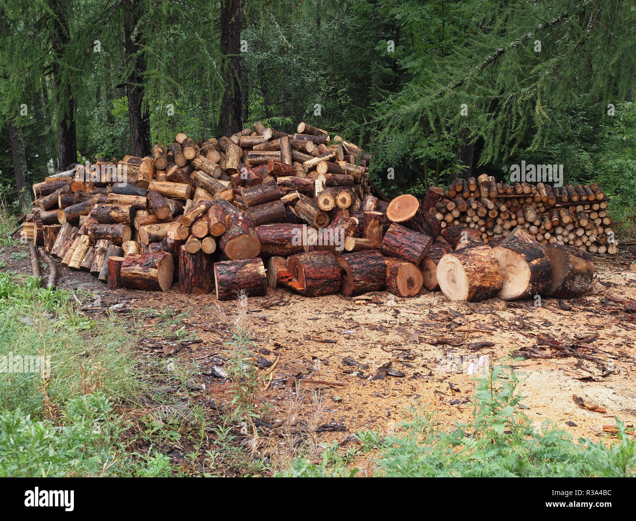 Timberyard Foto Stock