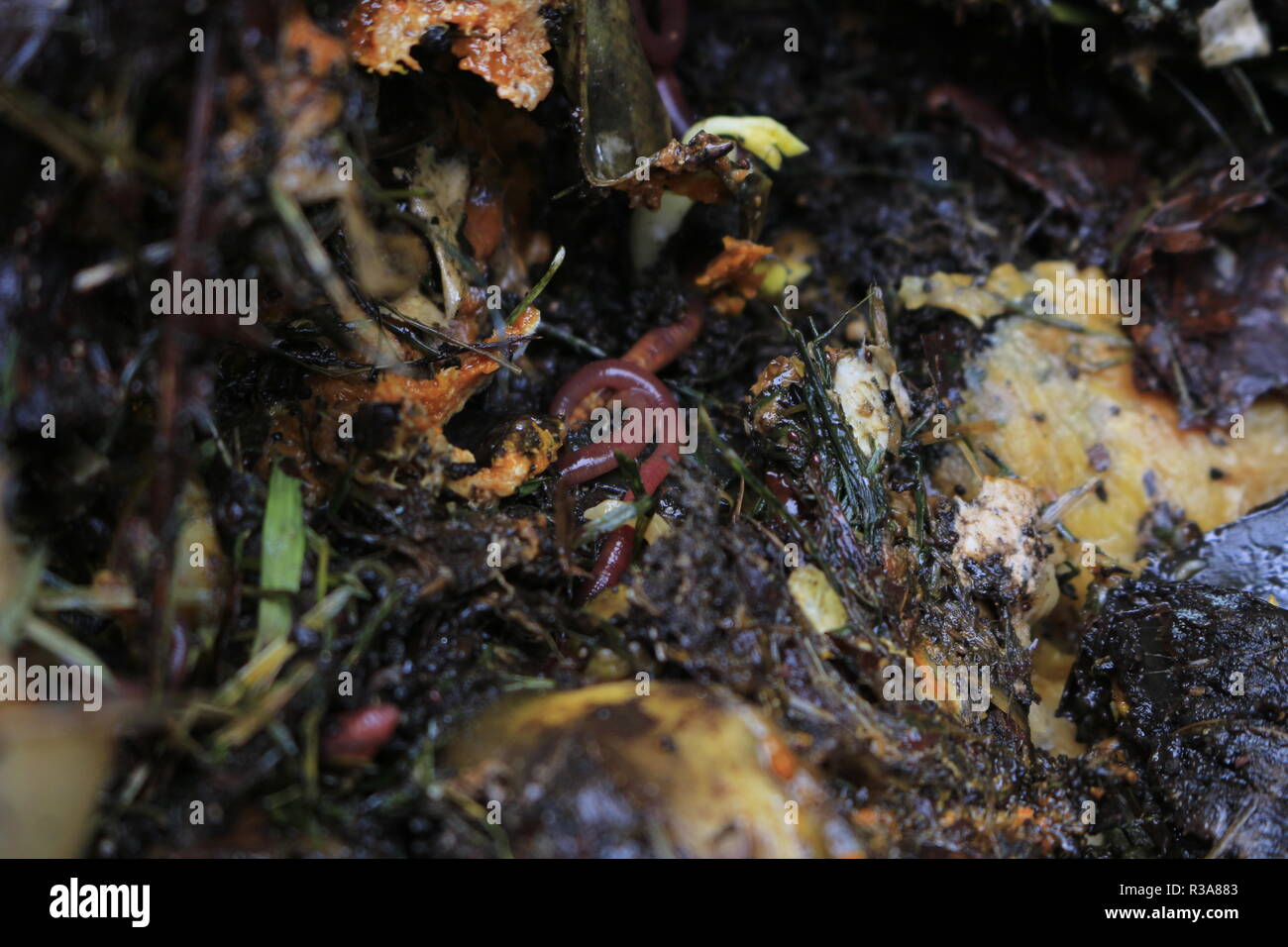 Vite senza fine in compost spostando il suo modo attraverso. Questo è un rosso wiggler il compost comune worm per vermicompostaggio. Foto Stock