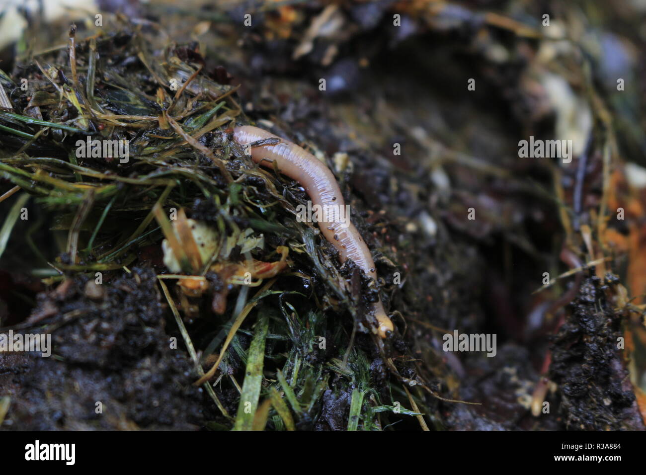 Vite senza fine in compost spostando il suo modo attraverso. Questo è un rosso wiggler il compost comune worm per vermicompostaggio. Foto Stock
