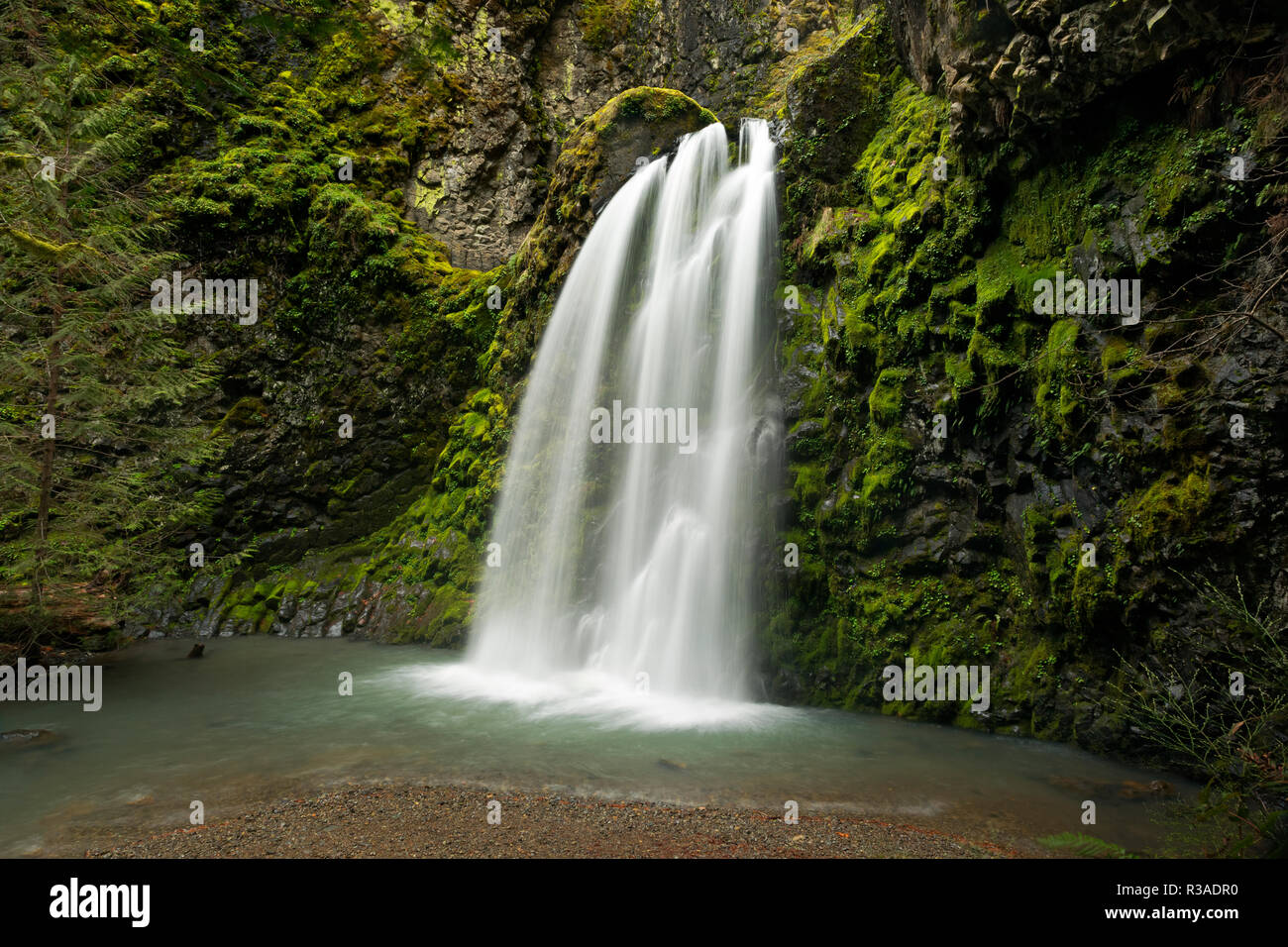 O02460-00...OREGON - Falls Creek Falls nell'Umpqua National Forest. Foto Stock