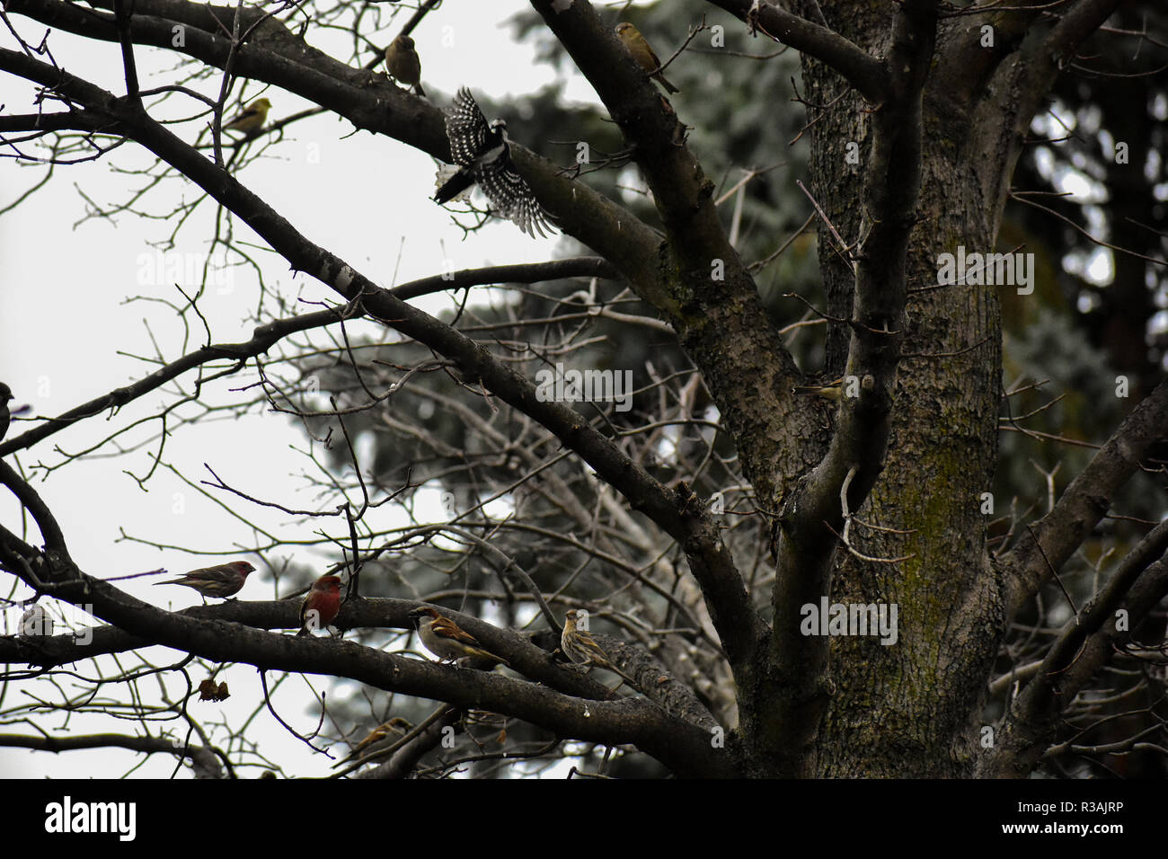 Picchio lanuginosa battenti per un pesce persico su un ramo di albero in autunno qui nel Michigan. Piccoli fringuelli e passeri riempire il resto dei rami. Foto Stock