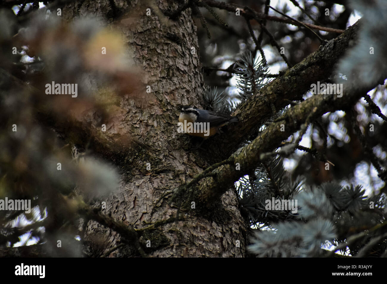 Petto rosso picchio muratore nel processo di memorizzare alcuni alimenti in corteccia di un albero di pino. Questi sono alcuni dei più piccoli uccelli che si trovano qui in Michigan. Foto Stock