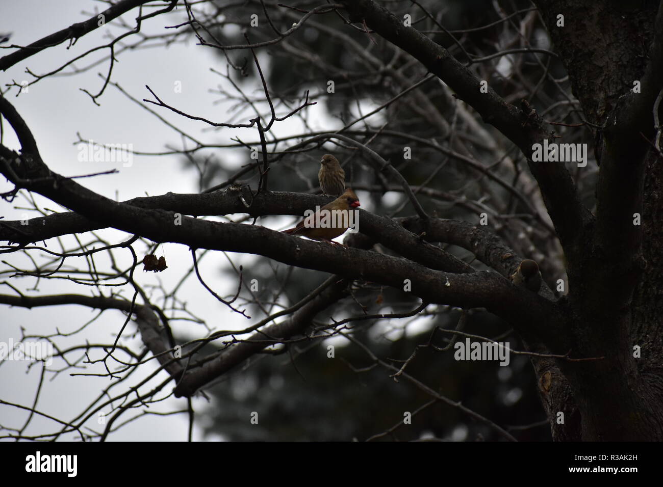 Un cardinale in appoggio su di un ramo di albero. Questo è stato preso in un freddo giorno di novembre qui nel Michigan. Questa femmina è volato veloce come lo è volato a. Foto Stock