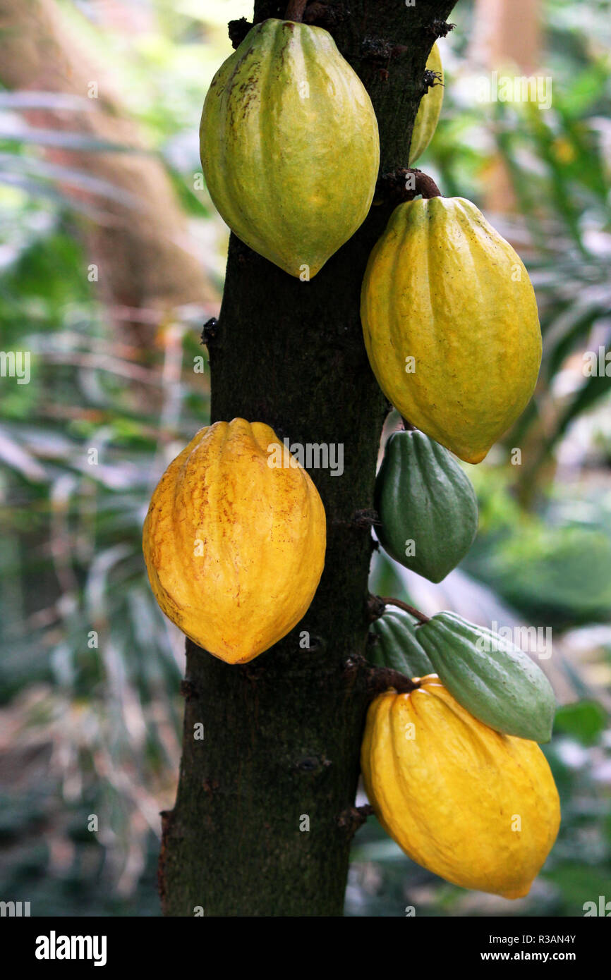 Frutti di cacao di diversa scadenza Foto Stock