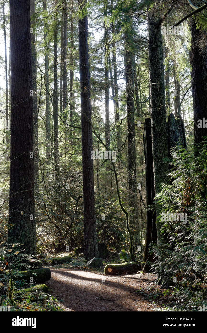 Un sentiero tortuoso attraverso la foresta pluviale temperata in spirito pacifico parco regionale e preservare la natura, Vancouver, BC, Canada Foto Stock