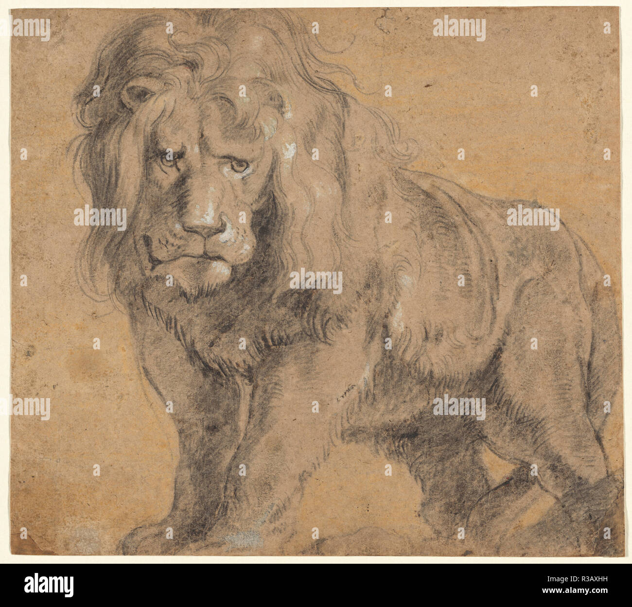 Lion. Data: c. 1612-1613. Dimensioni: complessivo: 25,2 x 28,3 cm (9 15/16 x 11 1/8 in.). Medium: gesso nero, intensificato con bianco, giallo di gesso in background. Museo: National Gallery of Art di Washington DC. Autore: Rubens, Pietro Paolo. PETER Paul Rubens. Foto Stock