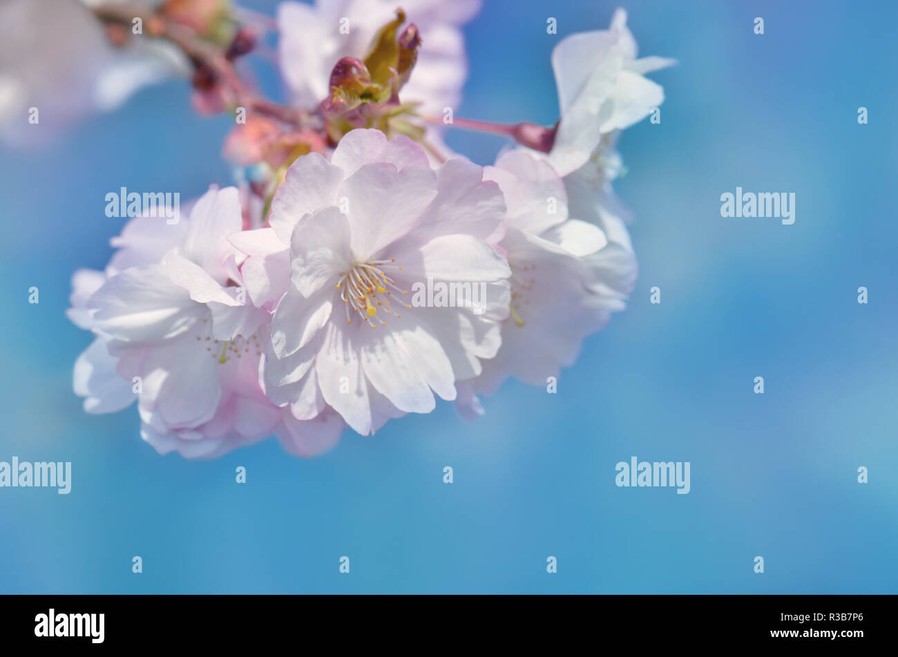 FrÃ¼hlingsblÃ¼te Foto Stock