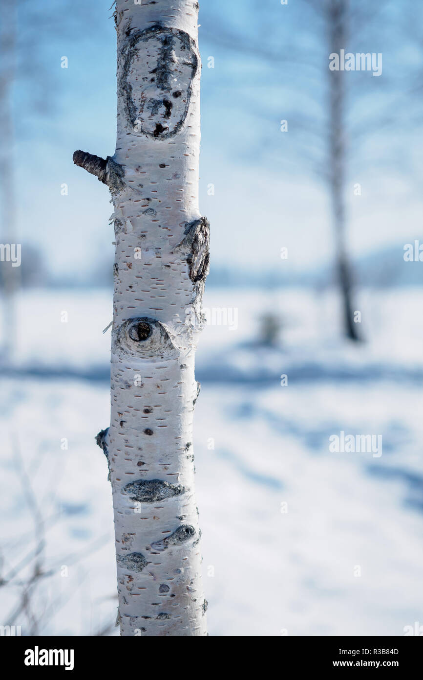 Close-up di betulla stelo in Tirolo Walchsee Austria in inverno Foto Stock