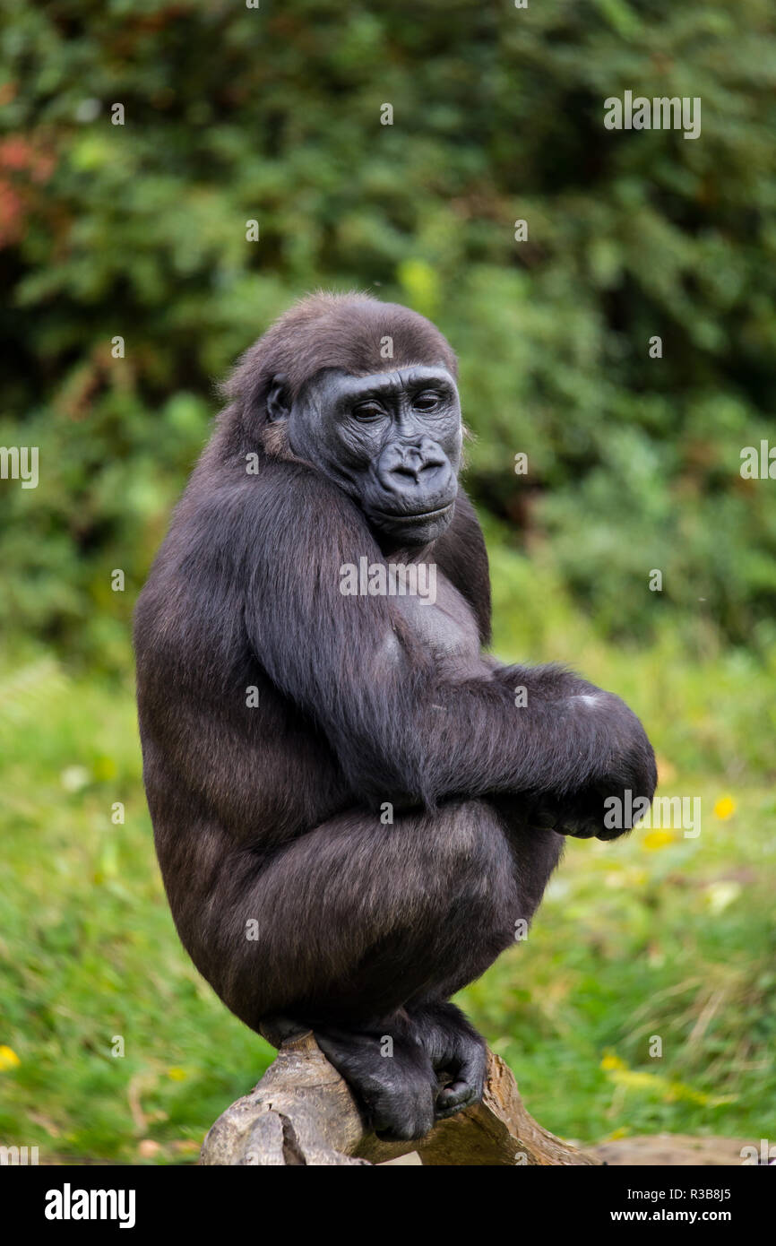 Pianura occidentale (gorilla Gorilla gorilla gorilla), seduti, captive, monkey park, Paesi Bassi Foto Stock