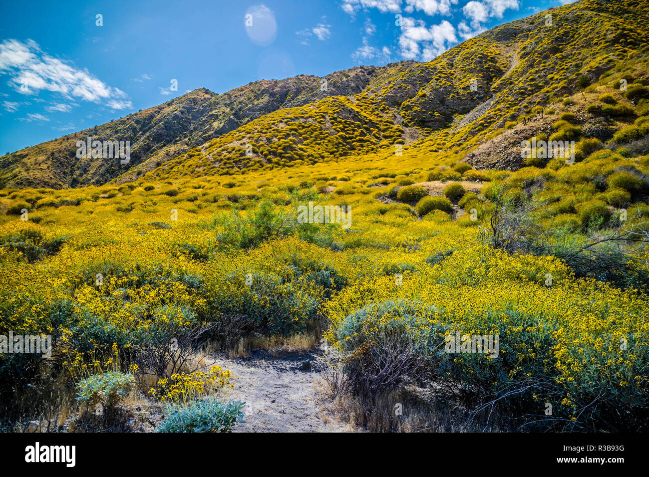 Giallo Brittlebush blumi in Palm Spring, California Foto Stock