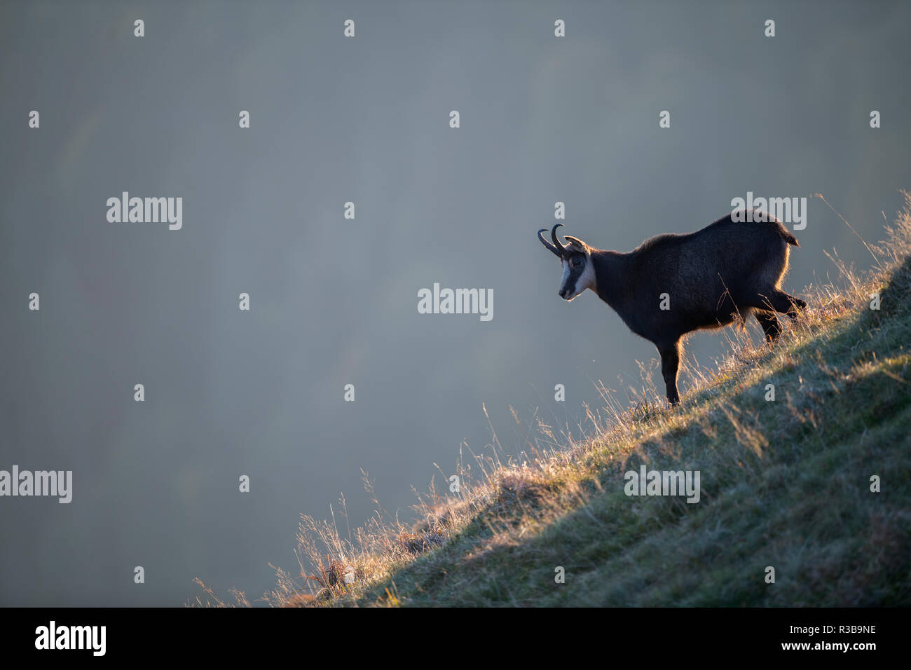 Il camoscio (Rupicapra rupicapra), La Bresse, Vosges, Francia Foto Stock