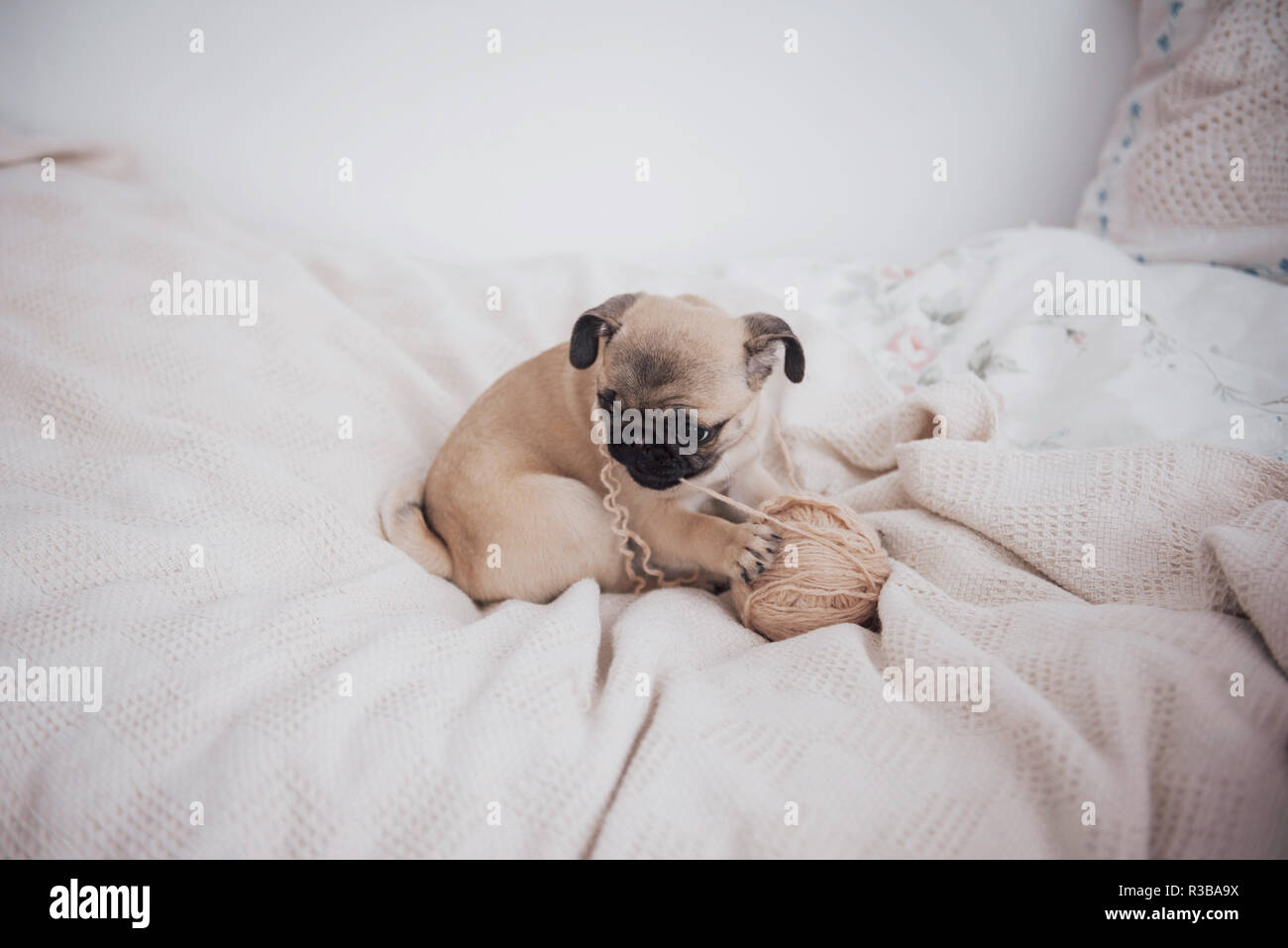 Funny Sleepy Pug Dog con la gomma negli occhi il sonno Foto Stock