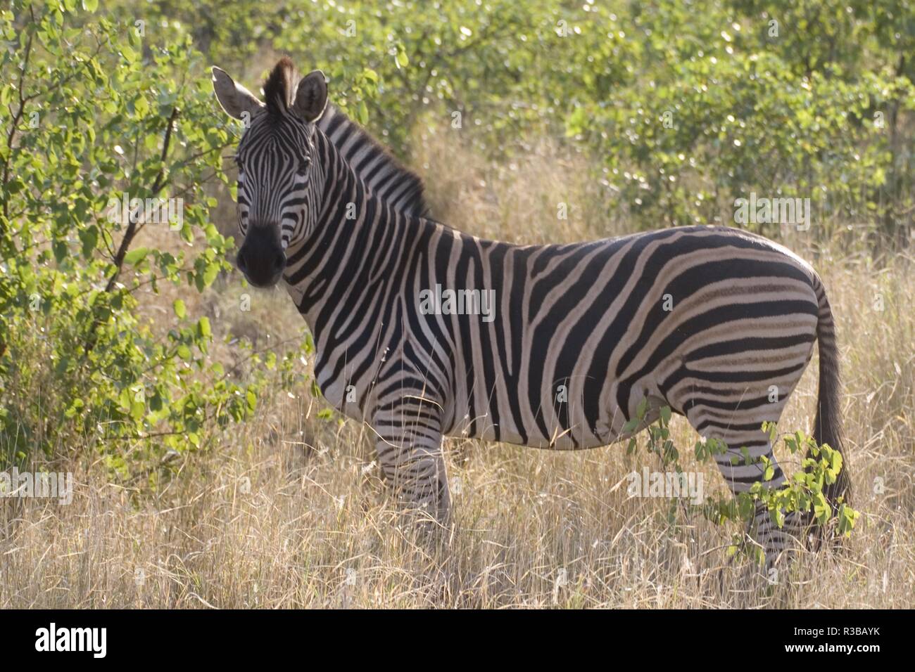 Zebra di Burchells Foto Stock