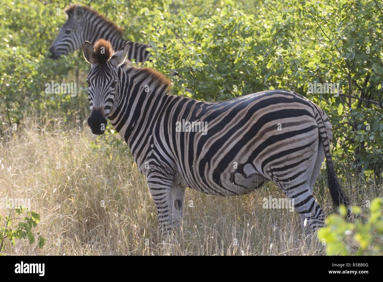 Zebra di Burchells Foto Stock
