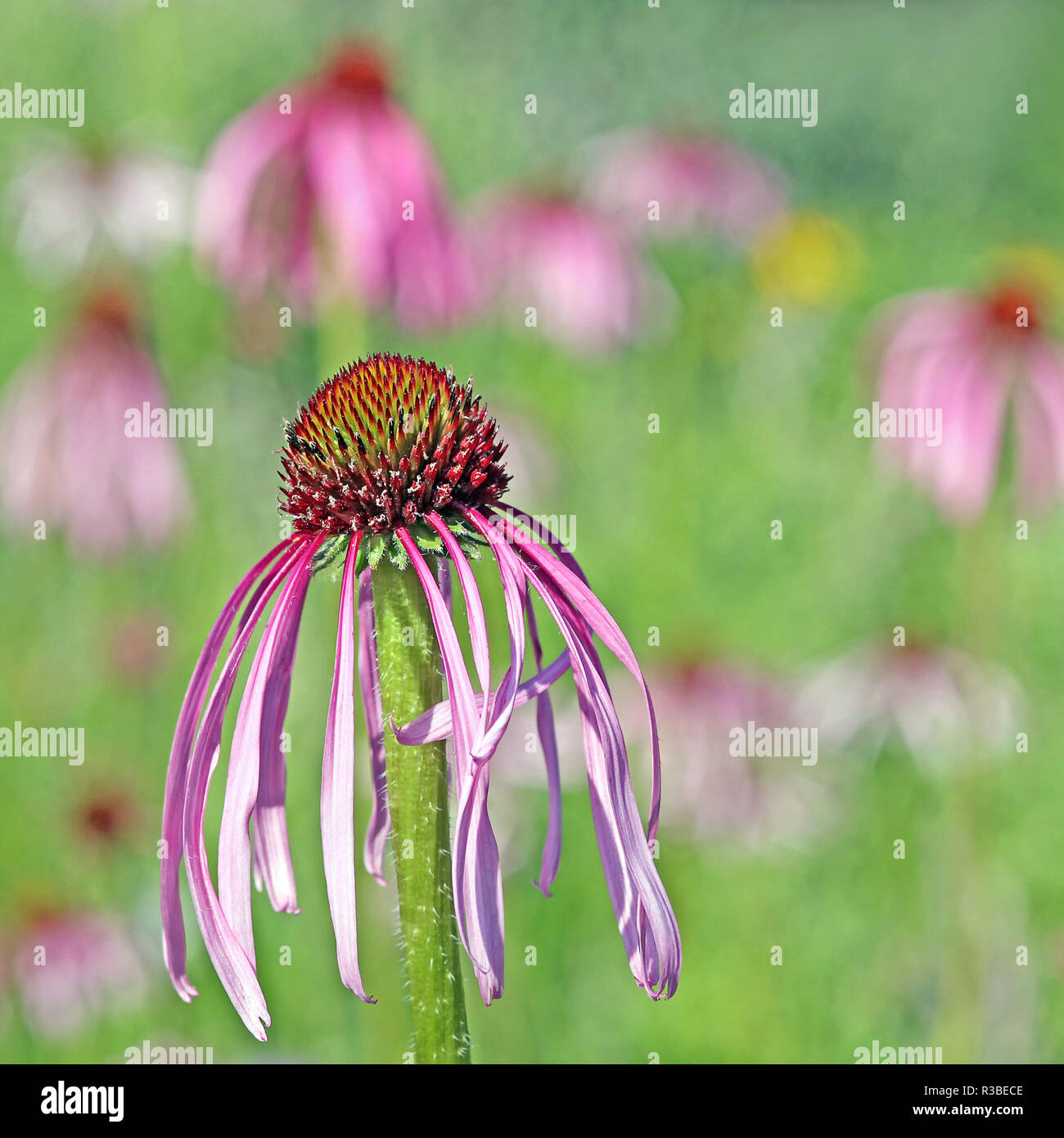 Pallido testa hedgehog echinacea pallida Foto Stock