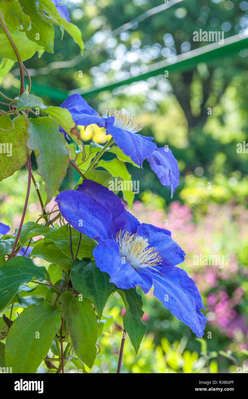 Clematis blu Foto Stock