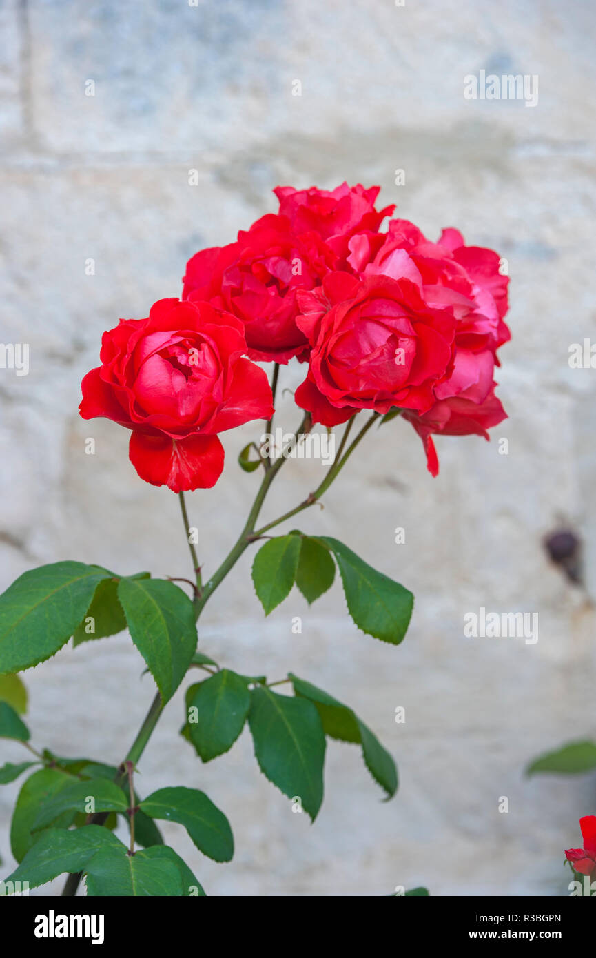 Cespuglio di rosa rosso Foto Stock