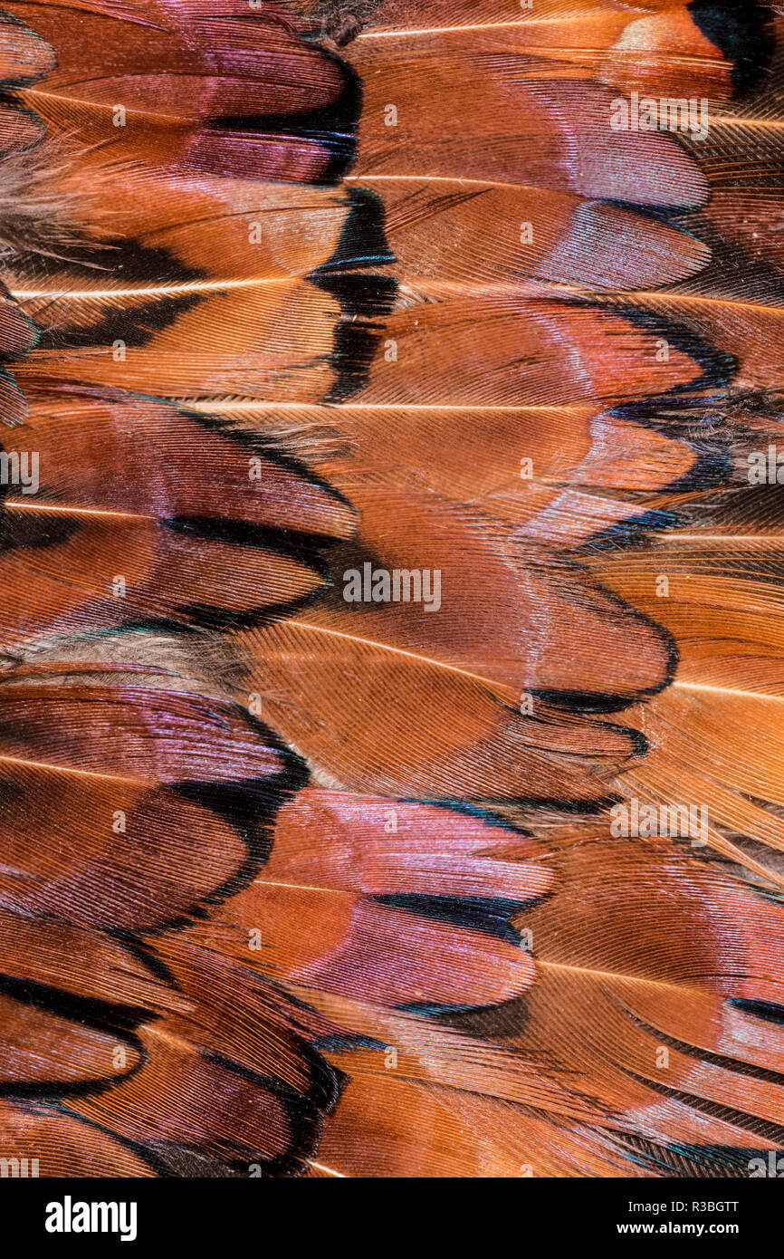 Modello di piuma. Piume colorate pattern. Foto Stock
