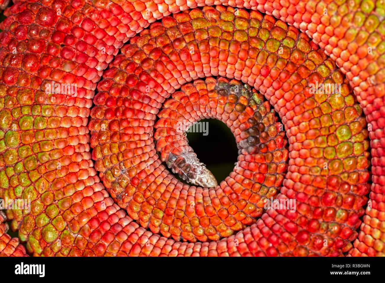 Arricciato modello circolare di rosso di scale su Panther Chameleon coda, Furcifer pardalis, nativo del Madagascar Foto Stock