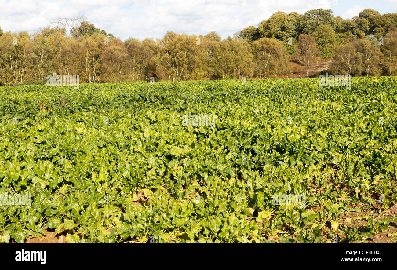La barbabietola da zucchero colture in campo Suffolk Sandlings brughiera, Shottisham,, Suffolk, Inghilterra, Regno Unito Foto Stock