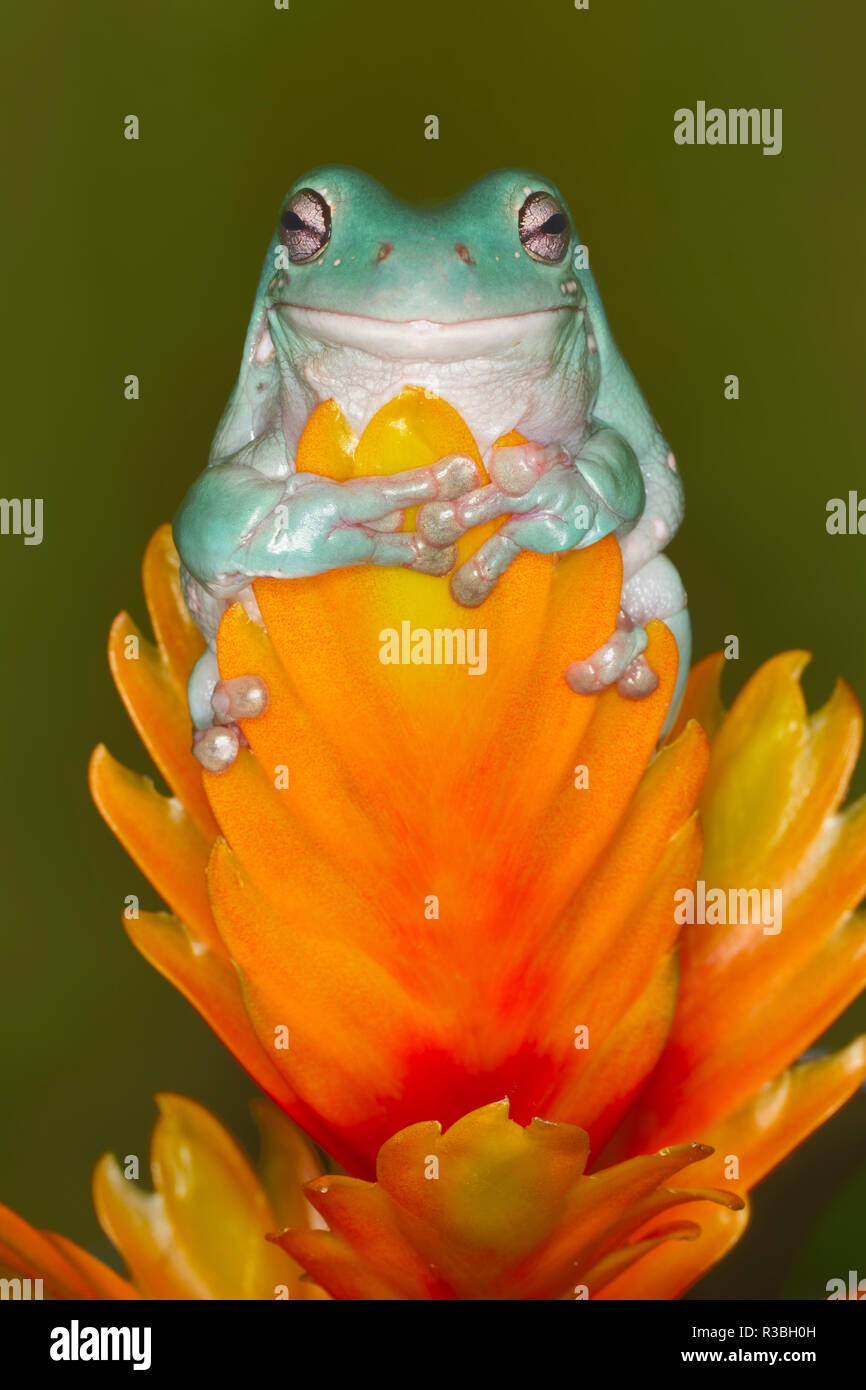 Bianco raganella, Litoria caerulea, nativo di Australia e Nuova Guinea Foto Stock