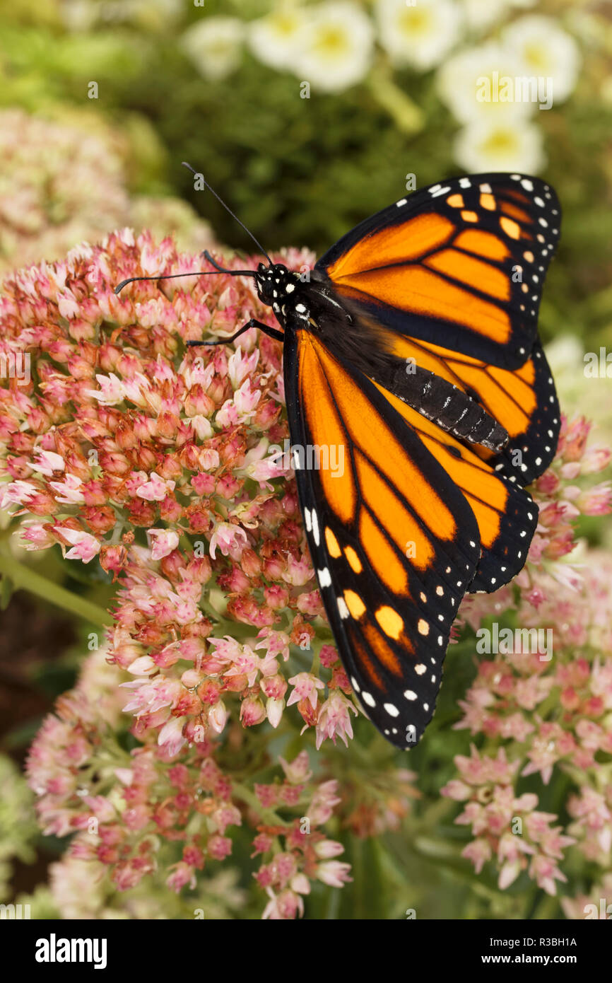 Farfalla monarca sulla farfalla fiori di erbaccia, Danaus plexippus Foto Stock