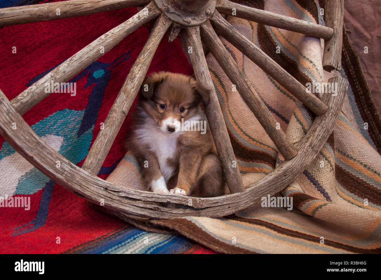 Shetland Sheepdog cucciolo (PR) Foto Stock