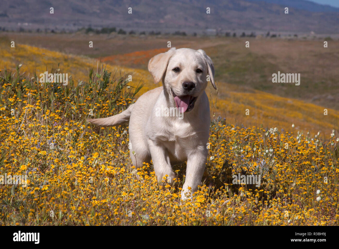 Giallo Labrador Retriever cucciolo in piedi su una collina piena di fiori gialli (PR) Foto Stock