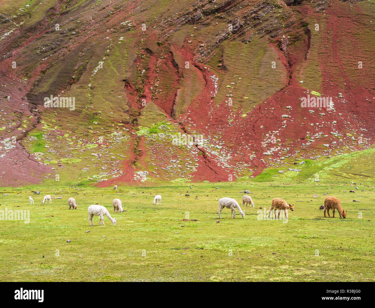 Un gruppo di Llama vicino alla montagna Vinicunca (l'Arcobaleno Montagna) Foto Stock