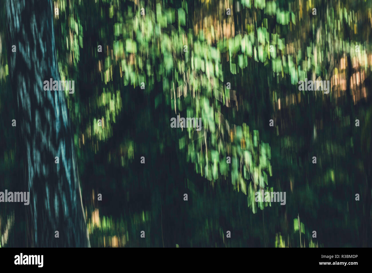 Lurred tronco di albero al parco con foglie verdi. Intenzionale di movimento della telecamera ICM. fine art design Foto Stock