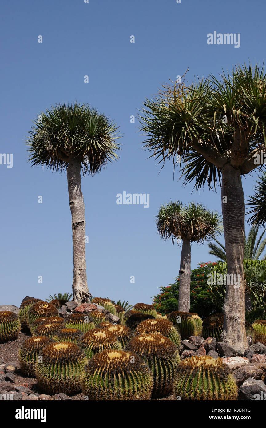 Alberi di palma e il paesaggio di cactus Foto Stock