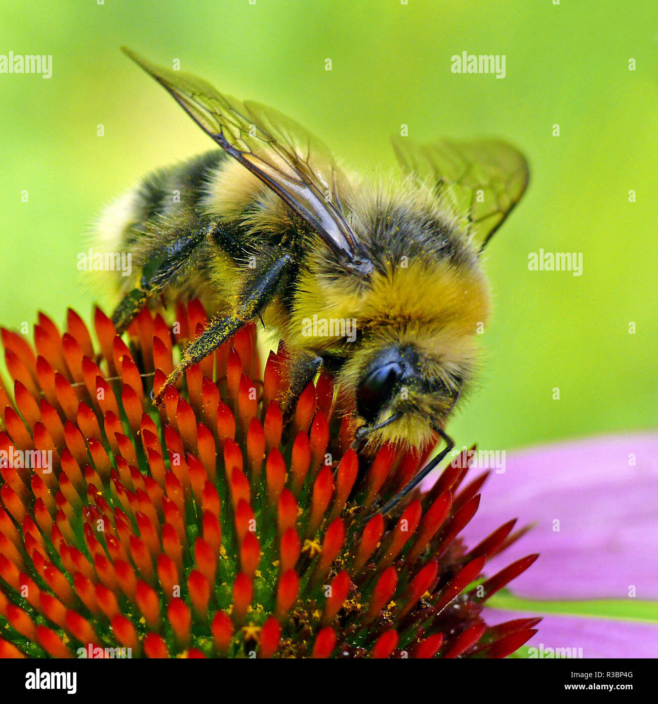 Bumblebee sull'echinacea purpurea Foto Stock