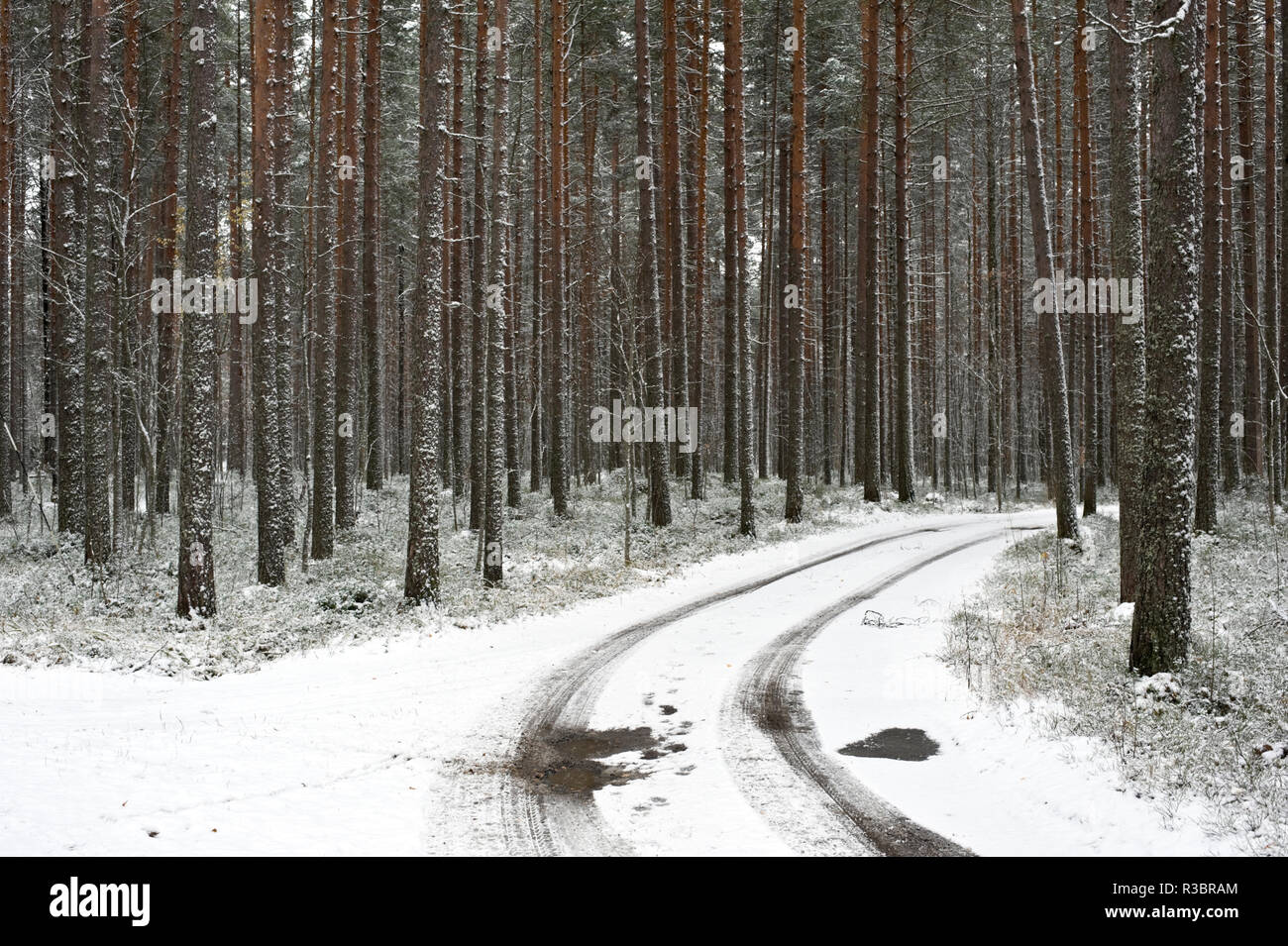 Strada sterrata che corre attraverso una foresta di pini all'inizio dell'inverno. Foto Stock