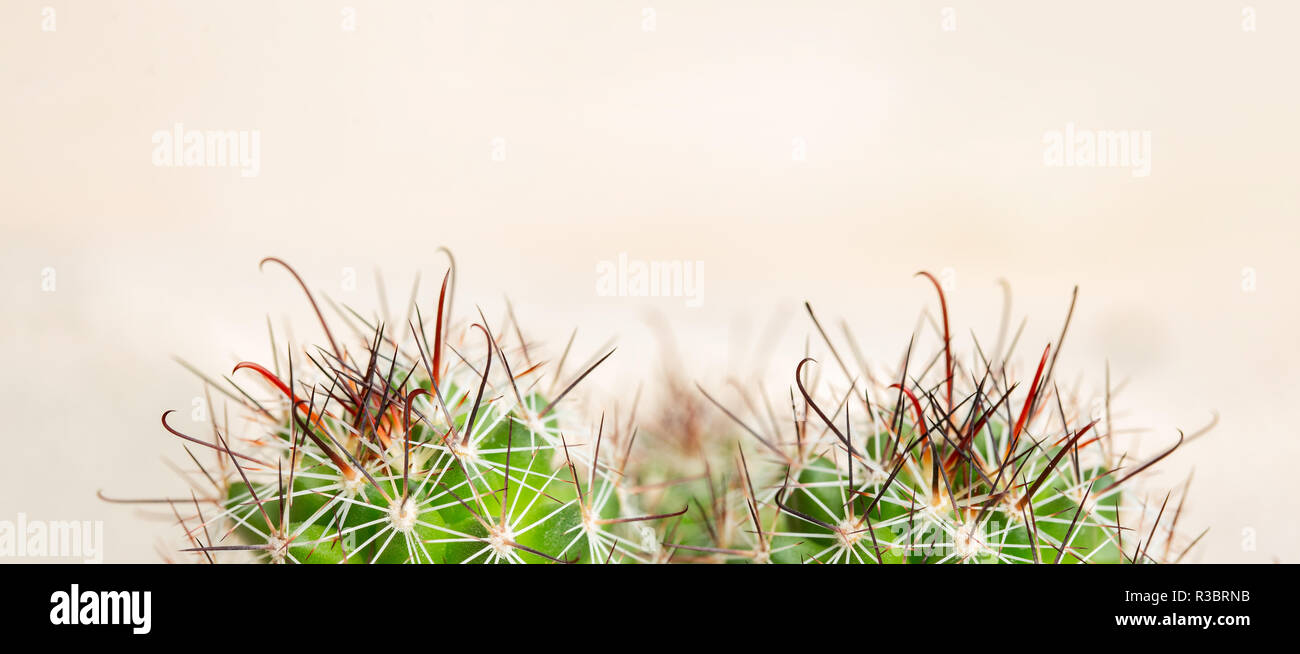Spine di Cactus su uno sfondo luminoso. Il dolore da emorroidi, bruciori di stomaco e gola. Macro Foto Stock