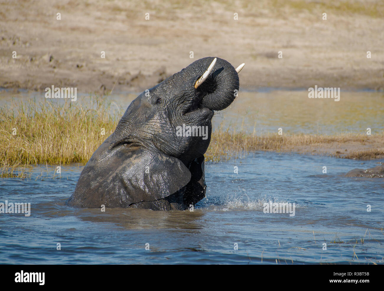 Africa, Botswana Chobe National Park. Elephant balneazione. Credito come: Jones & Shimlock Jaynes / Galleria / DanitaDelimont.com Foto Stock