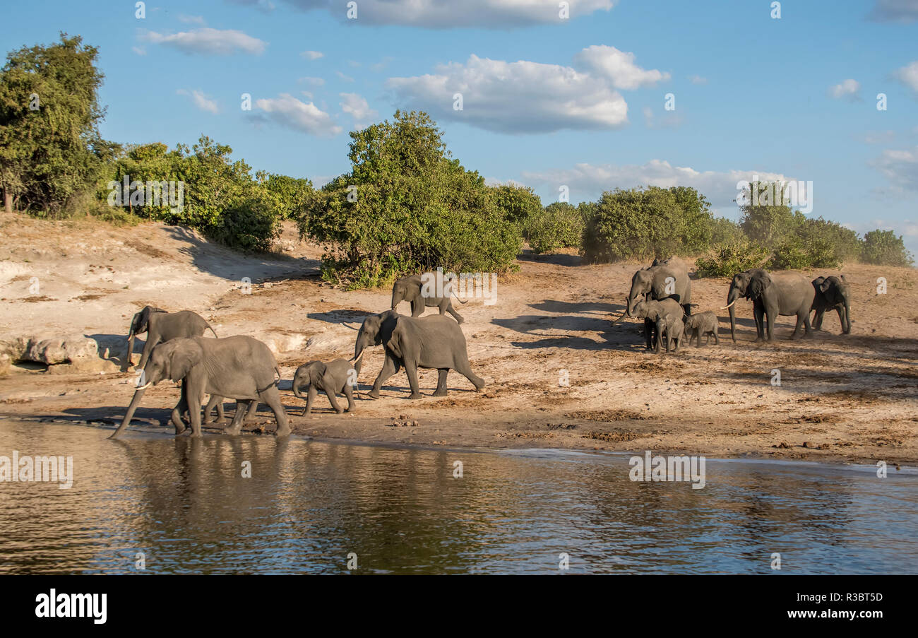 Africa, Botswana Chobe National Park. Gli elefanti muovendosi all'acqua. Credito come: Jones & Shimlock Jaynes / Galleria / DanitaDelimont.com Foto Stock