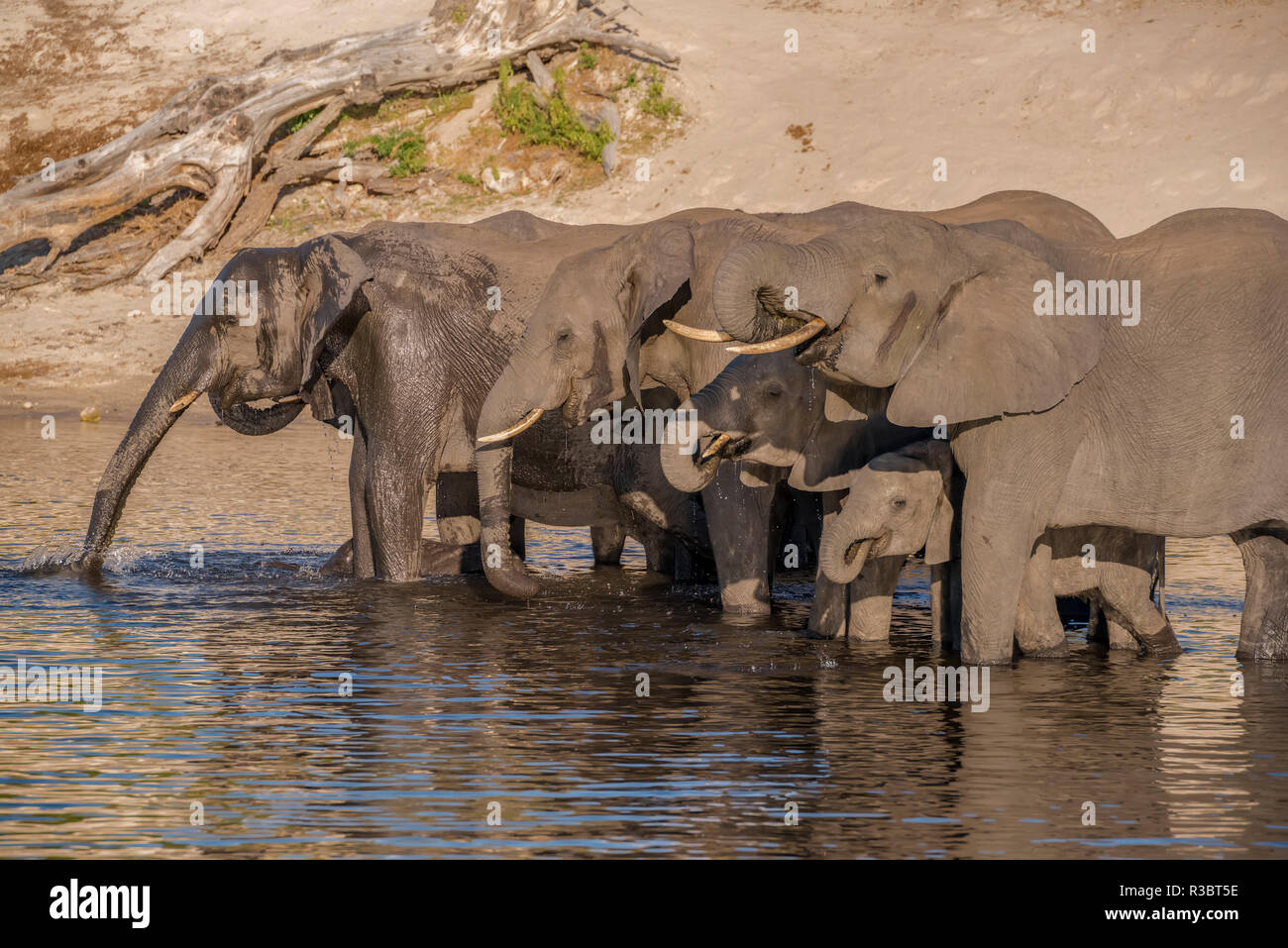Africa, Botswana Chobe National Park. Gli elefanti di bere. Credito come: Jones & Shimlock Jaynes / Galleria / DanitaDelimont.com Foto Stock