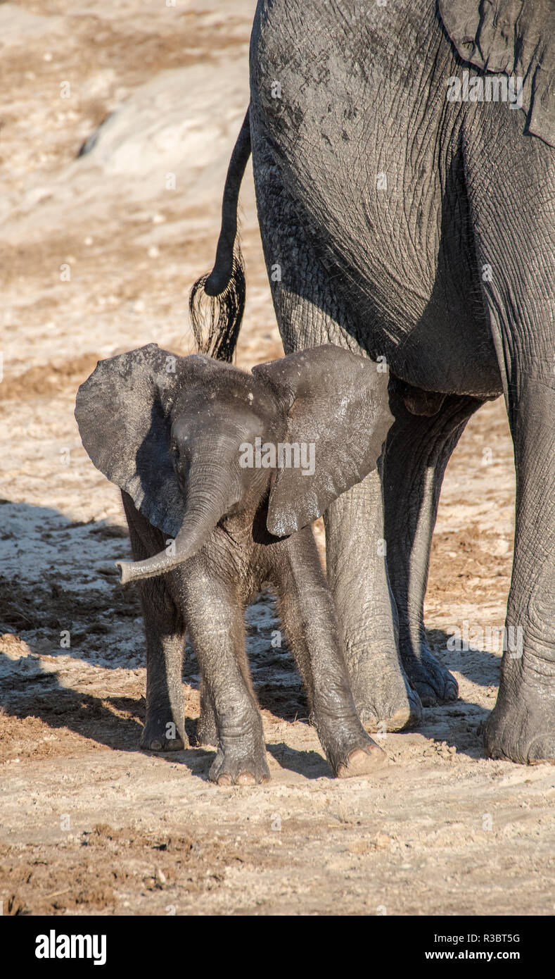 Africa, Botswana Chobe National Park. I capretti elephant accanto all adulto. Credito come: Jones & Shimlock Jaynes / Galleria / DanitaDelimont.com Foto Stock