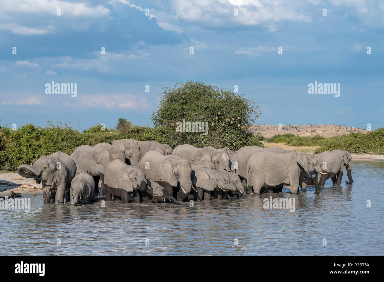 Africa, Botswana Chobe National Park. Una mandria di elefanti in acqua. Credito come: Jones & Shimlock Jaynes / Galleria / DanitaDelimont.com Foto Stock