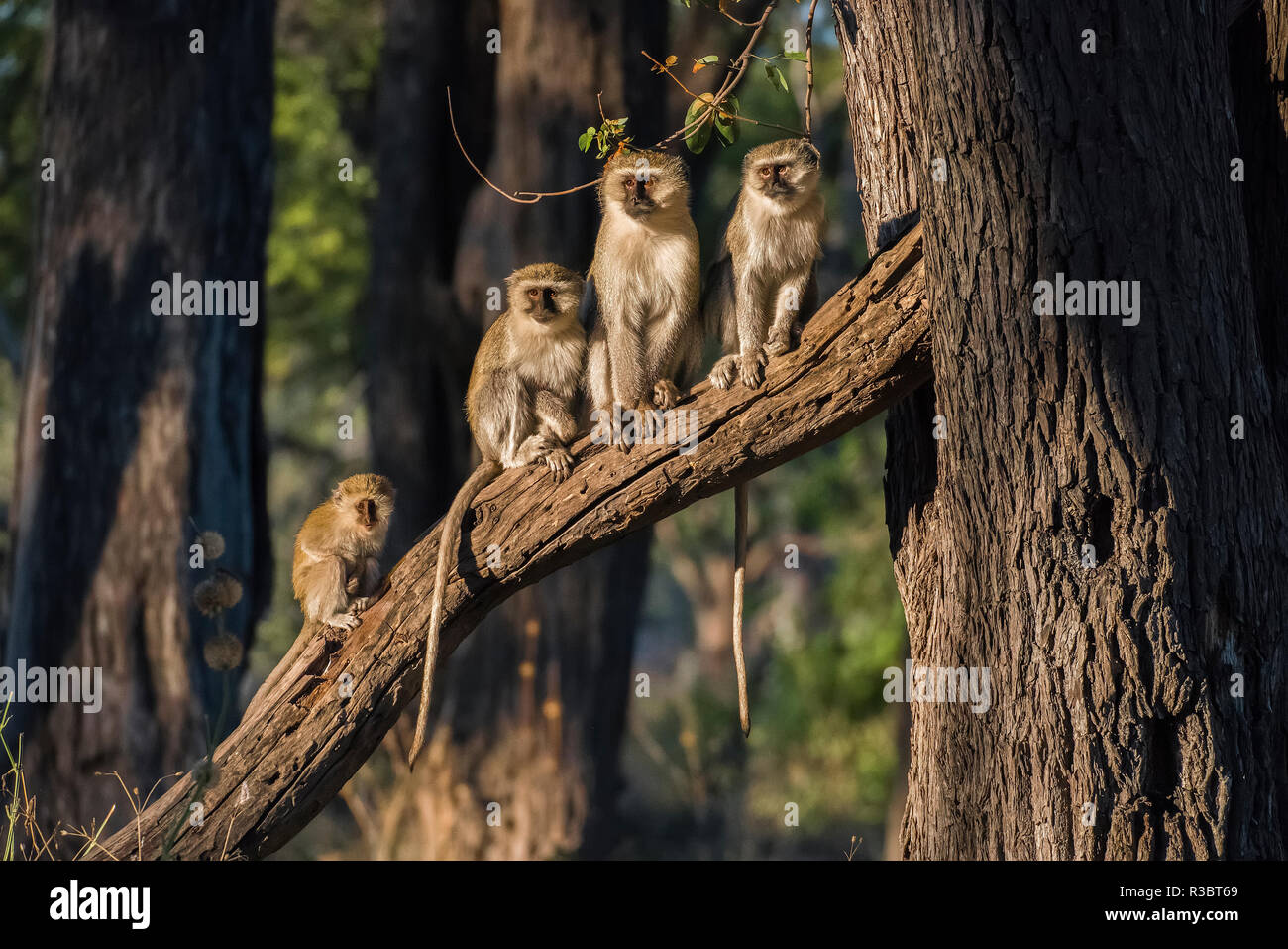 Africa, Botswana, Moremi Game Reserve. Le scimmie Vervet nella struttura ad albero. Credito come: Jones & Shimlock Jaynes / Galleria / DanitaDelimont.com Foto Stock